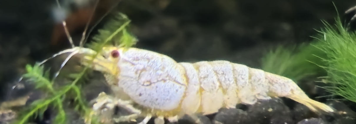 Bild från AkvarieGaragets akvarieodling
