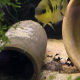 Amatitlania Nanolutea, gul zebraciklid, i akvarium