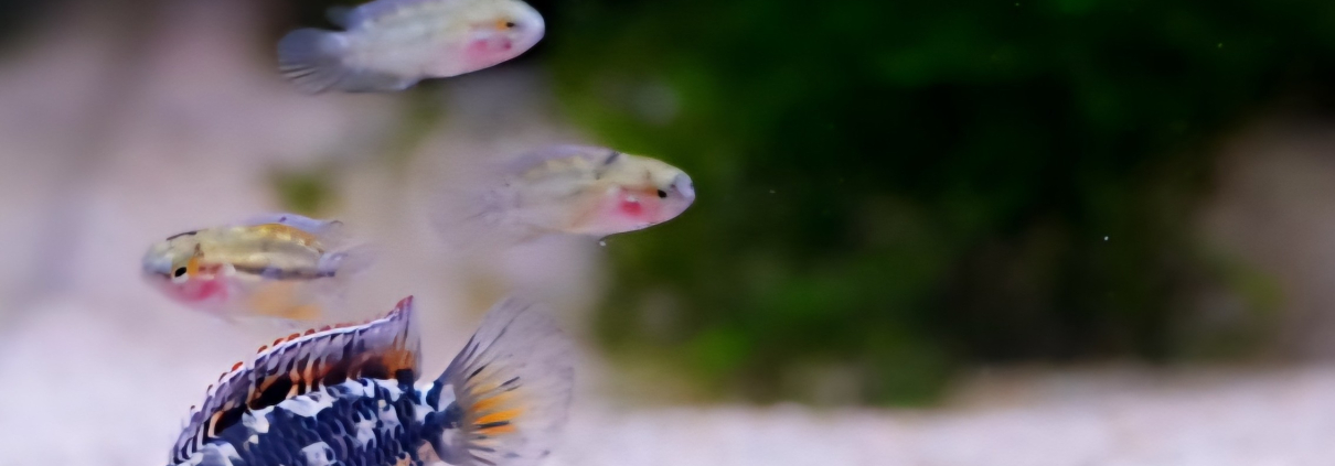 Apistogramma Cacatuoides i akvarium