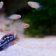 Apistogramma Cacatuoides i akvarium