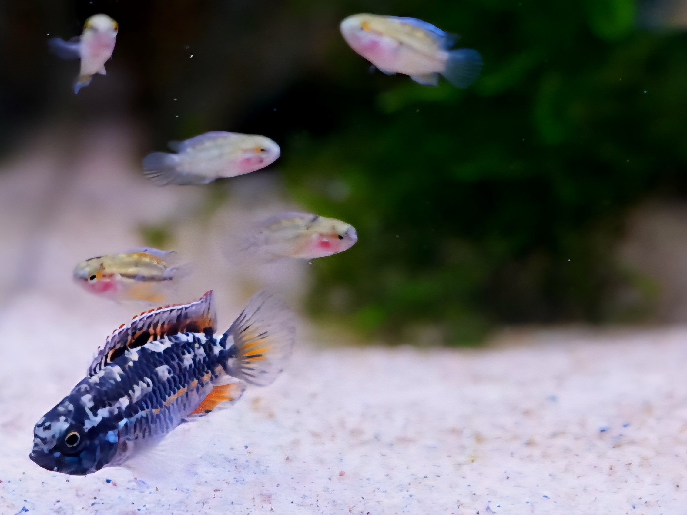 Apistogramma Cacatuoides