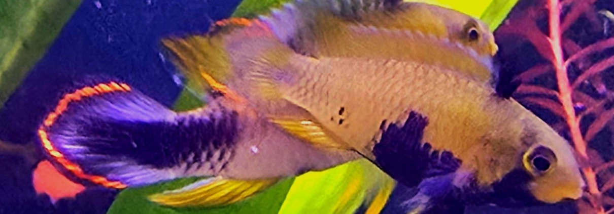 Apistogramma Panduro i akvarium
