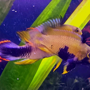 Apistogramma Panduro i akvarium