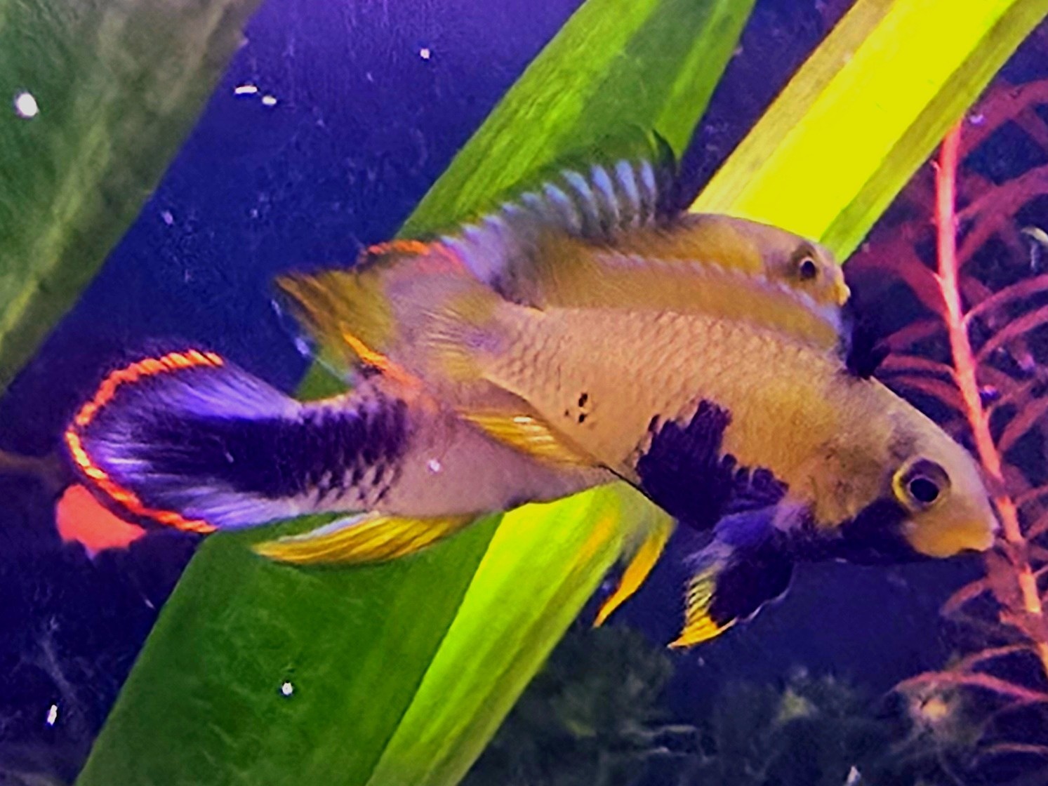 Apistogramma Panduro