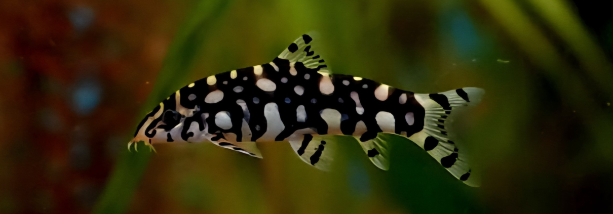 Botia Kubotai, Polka Dot Loach, i akvarium