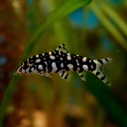Botia Kubotai, Polka Dot Loach, i akvarium