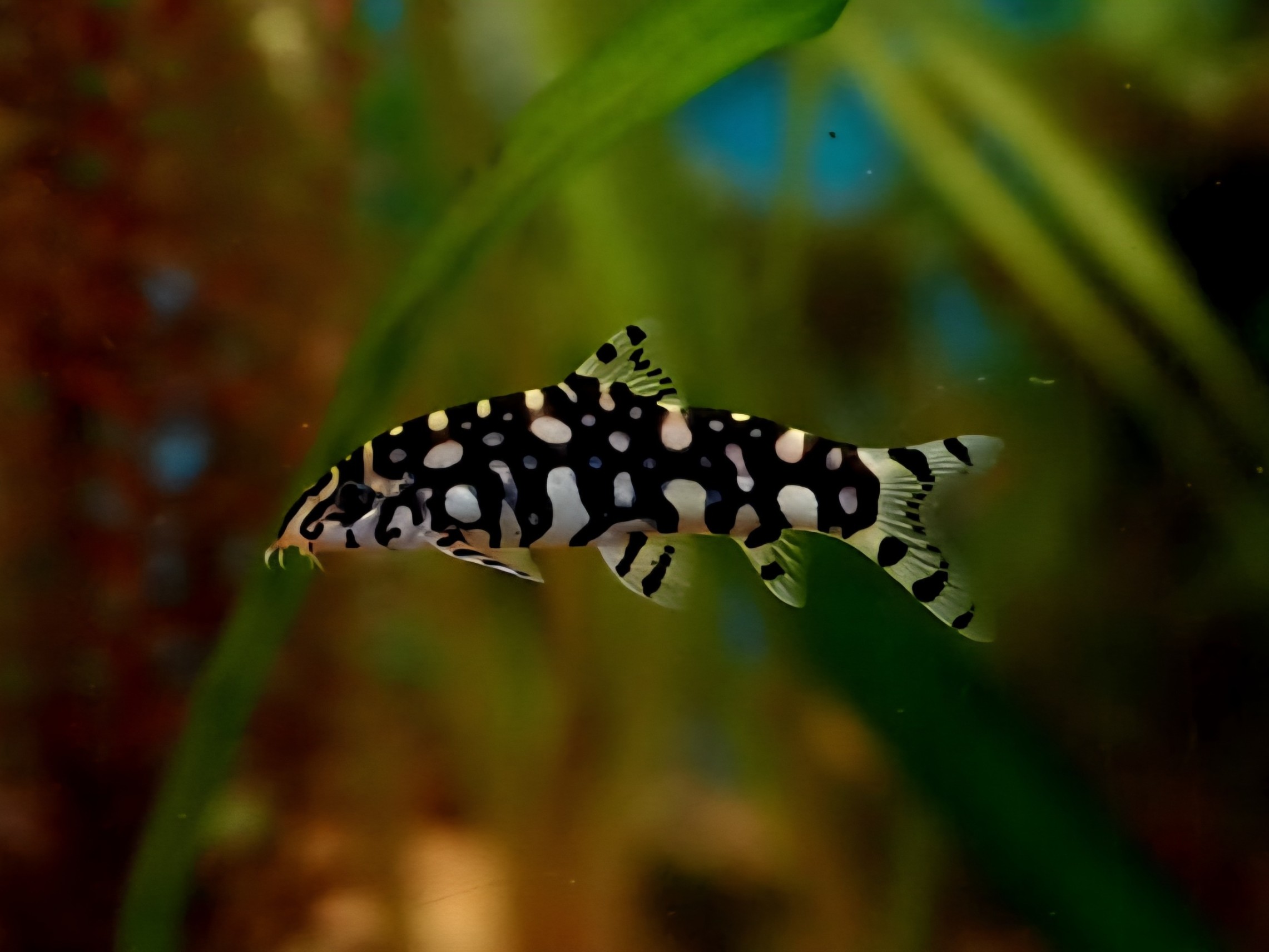 Botia Kubotai