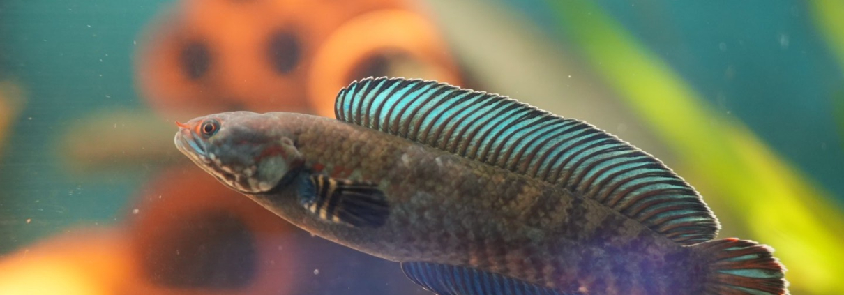 Channa Andrao i akvarium