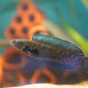 Channa Andrao i akvarium