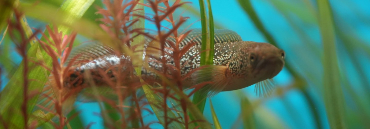 Channa Asiatica i akvarium