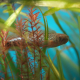 Channa Asiatica i akvarium