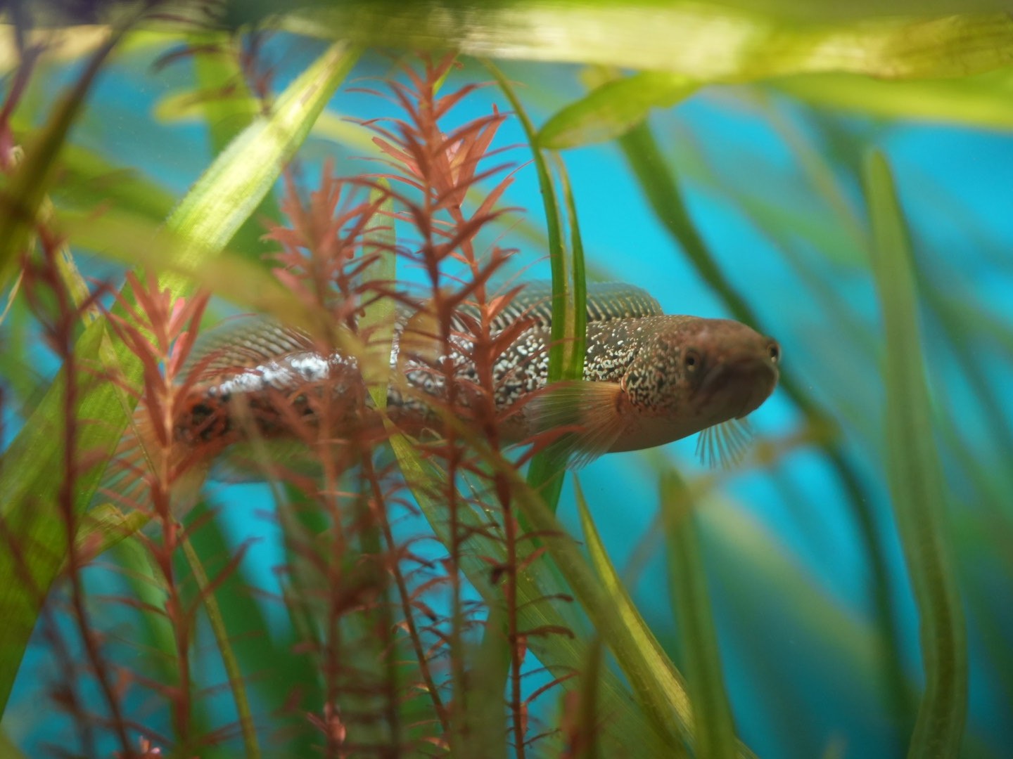 Channa Asiatica
