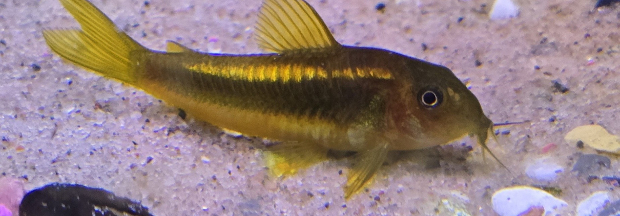 Corydoras CW10 Gold i akvarium