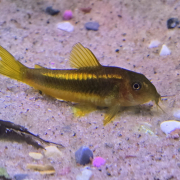 Corydoras CW10 Gold i akvarium