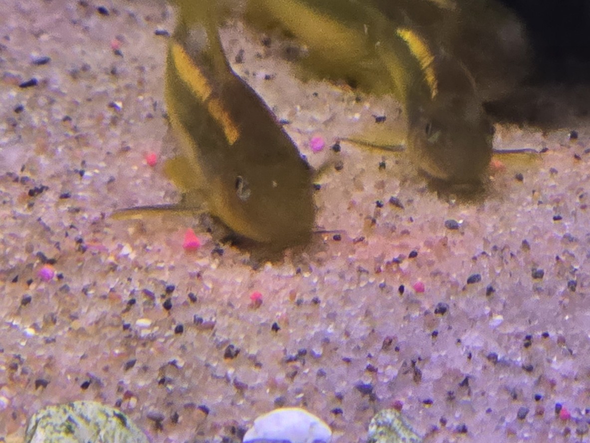 Corydoras CW10 Gold