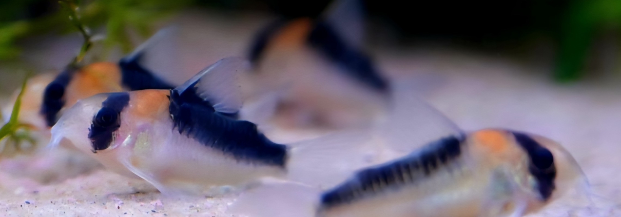 Corydoras Duplicareus i akvarium
