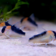 Corydoras Duplicareus i akvarium