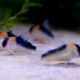Corydoras Duplicareus i akvarium