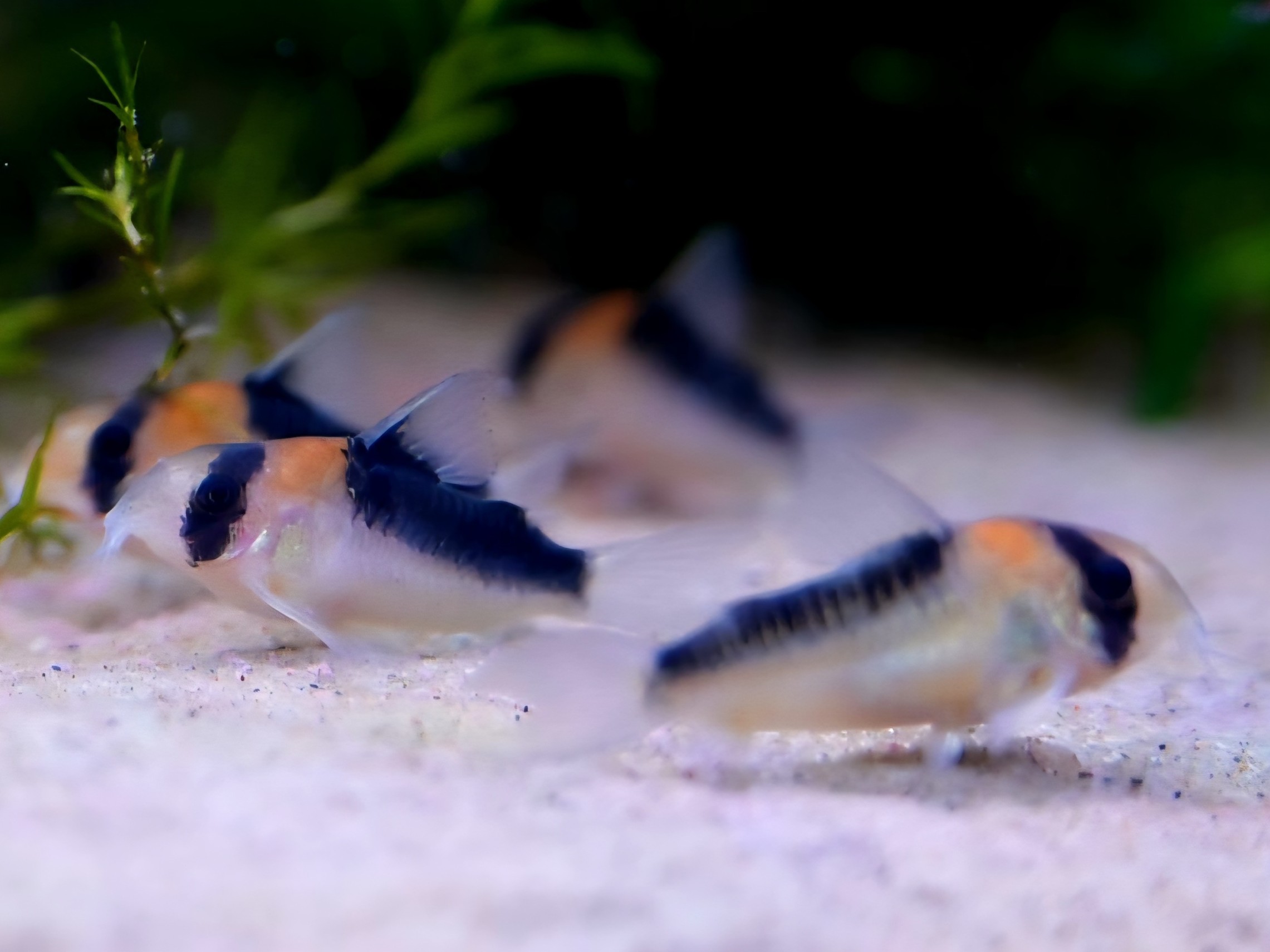 Corydoras Duplicareus
