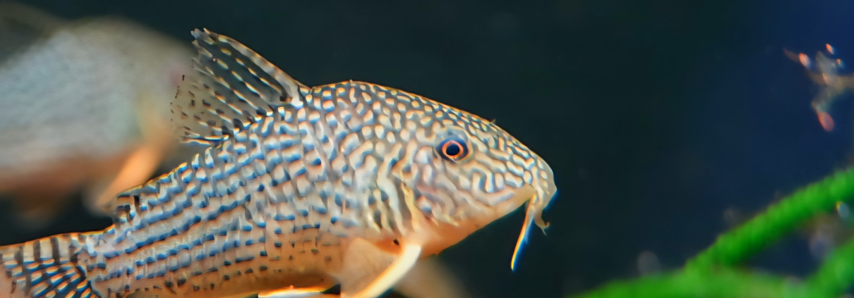 Corydoras Duplicareus i akvarium