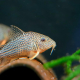 Corydoras Duplicareus i akvarium