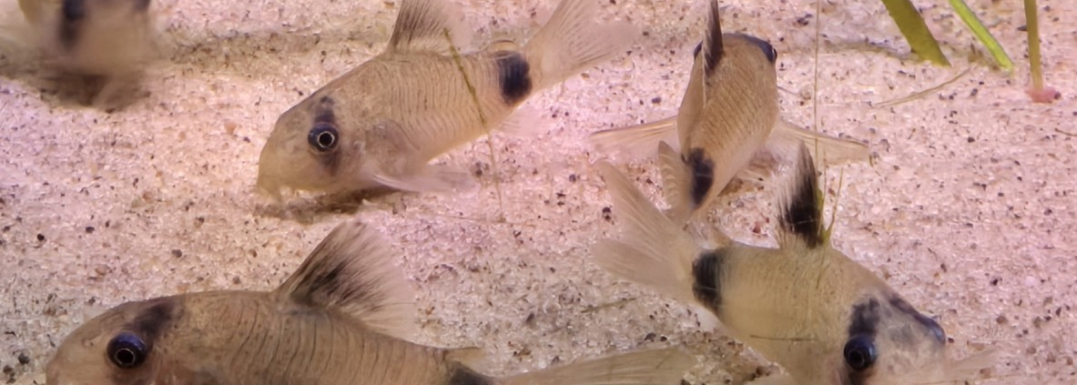Grupp av Corydoras Panda i akvarium