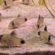 Grupp av Corydoras Panda i akvarium