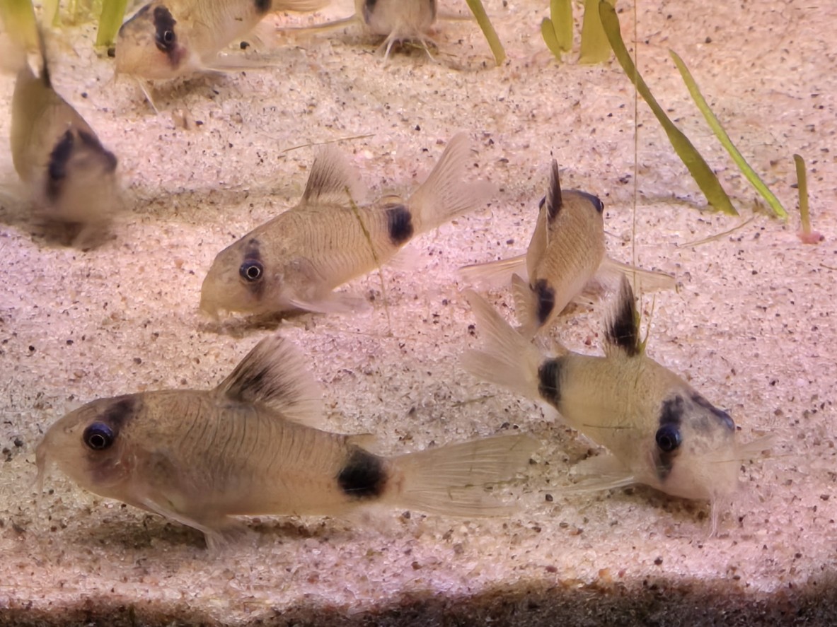 Corydoras Panda