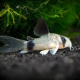 Corydoras Panda Longfin i akvarium