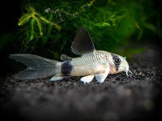 Corydoras Panda Longfin