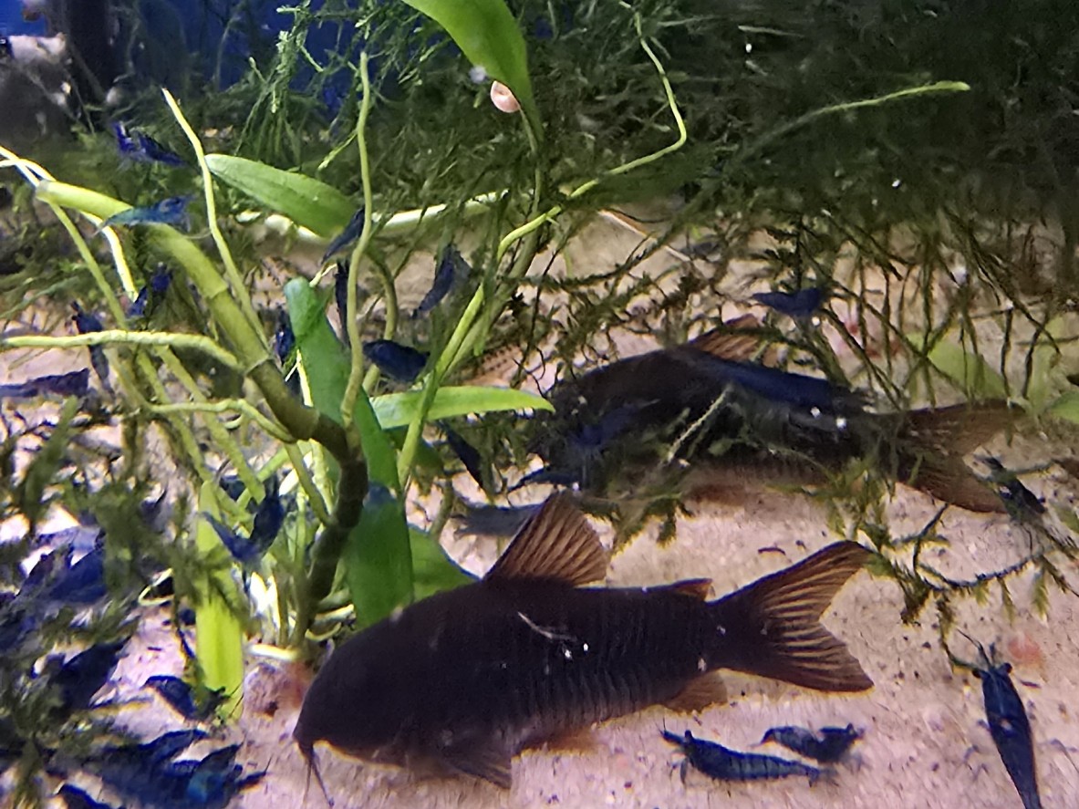 Corydoras Venezuelanus Black
