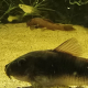 Corydoras Venezuelanus Black i akvarium