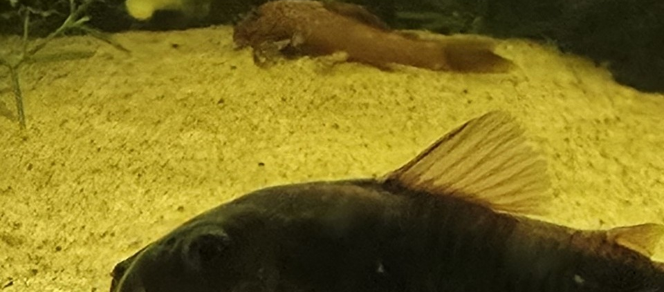 Corydoras Venezuelanus Black i akvarium