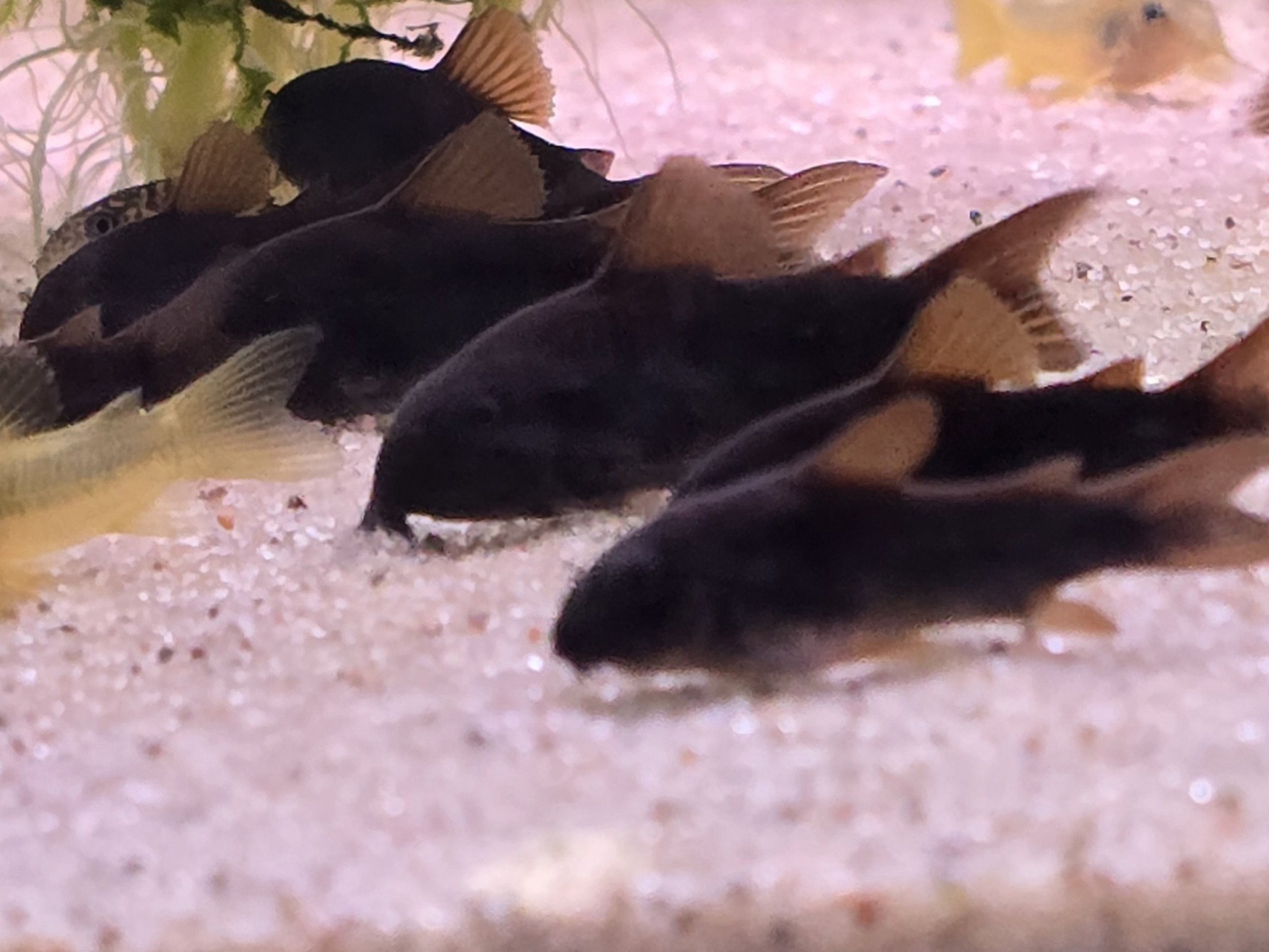 Corydoras Venezuelanus Black