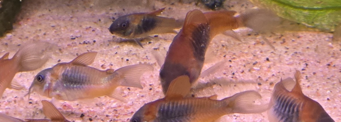 Corydoras Venezuelanus Orange i akvarium