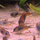 Corydoras Venezuelanus Orange i akvarium