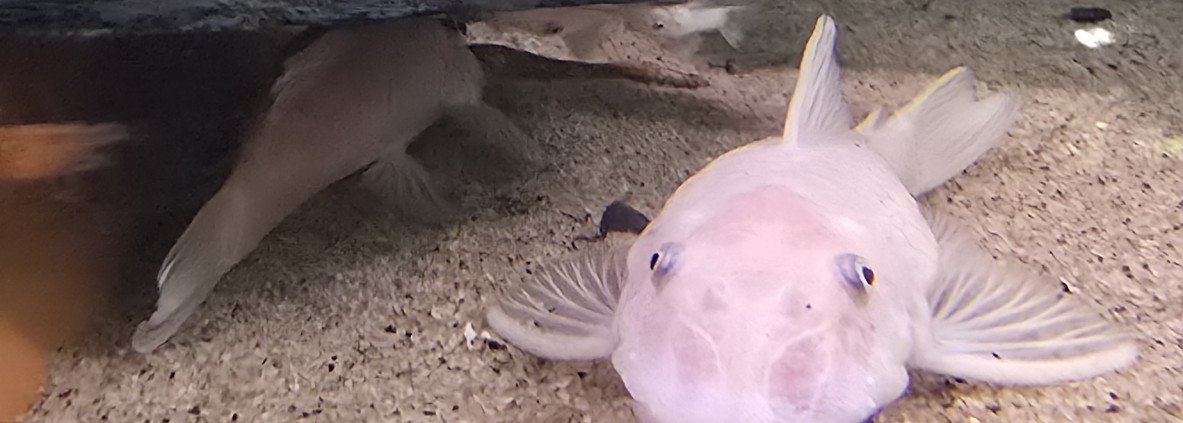 Ancistrus sp. L144 Snow White i akvarium