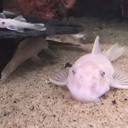 Ancistrus sp. L144 Snow White i akvarium