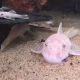 Ancistrus sp. L144 Snow White i akvarium