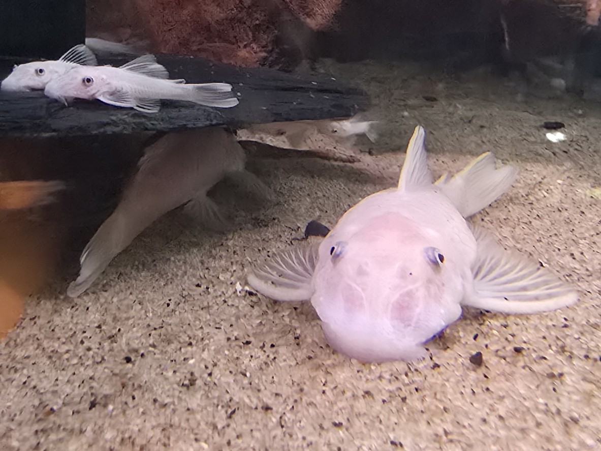 Ancistrus sp. L144 Snow White