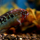 Nannacara Anomala i akvarium