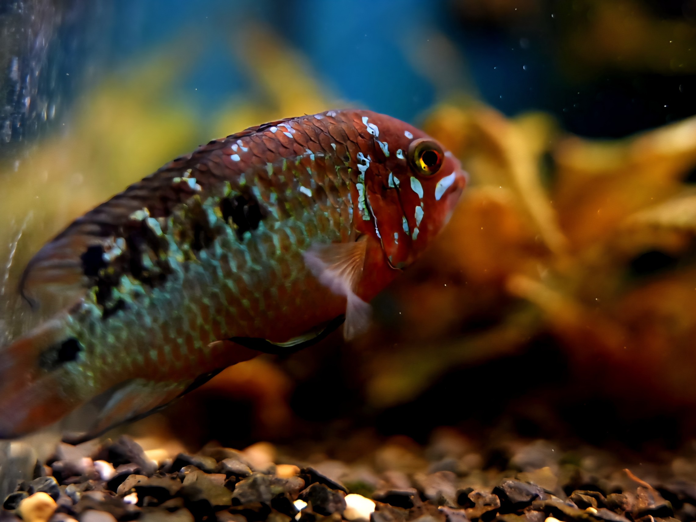 Ivanacara Bimaculata
