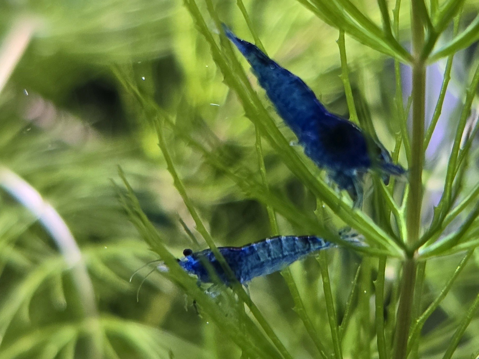 Neocaridina Blue Dream