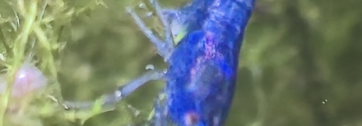 Neocaridina Blue Dream-räka i akvarium