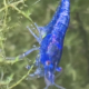Neocaridina Blue Dream-räka i akvarium