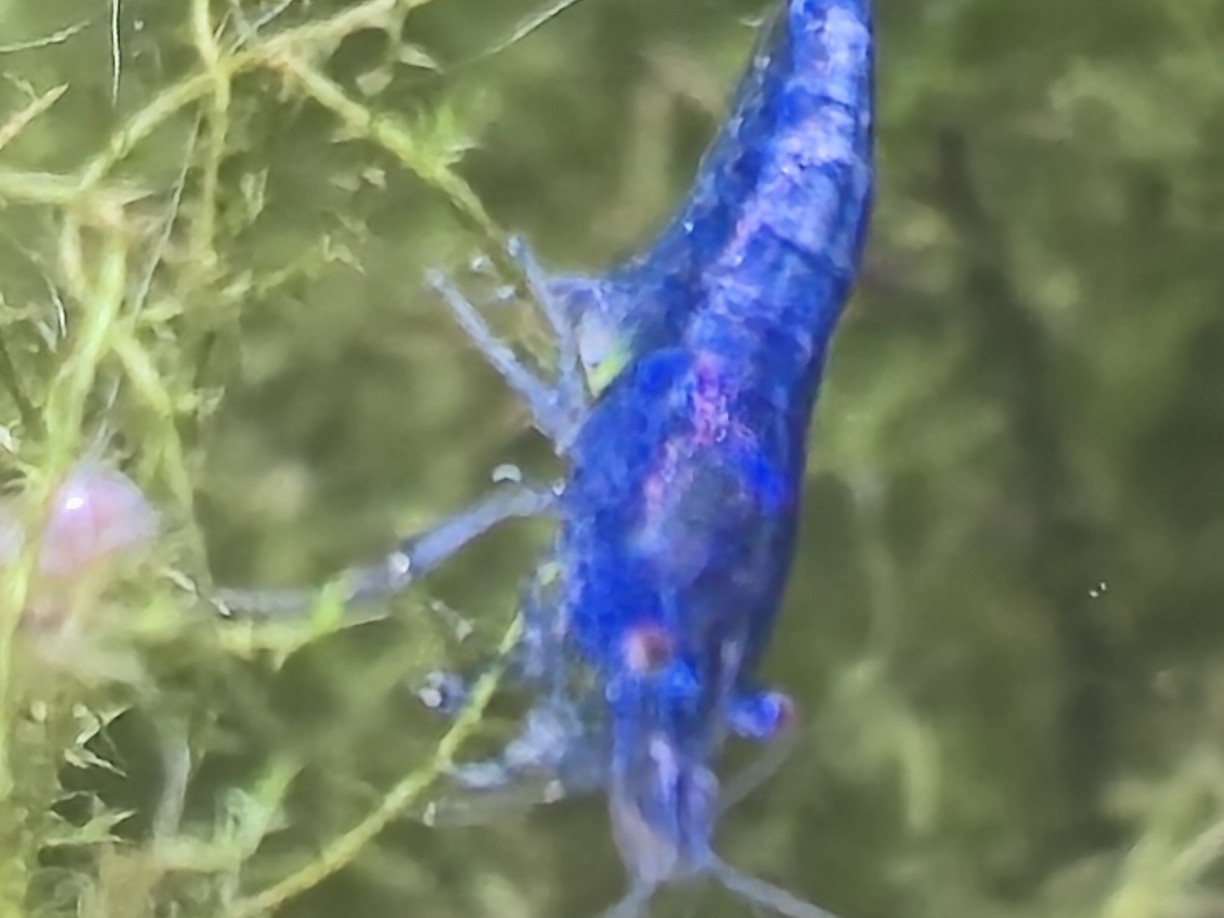 Neocaridina Blue Dream