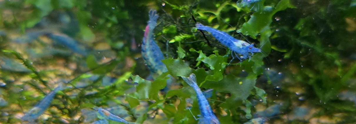 Neocaridina Blue Jelly-räka i akvarium