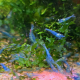 Neocaridina Blue Jelly-räka i akvarium