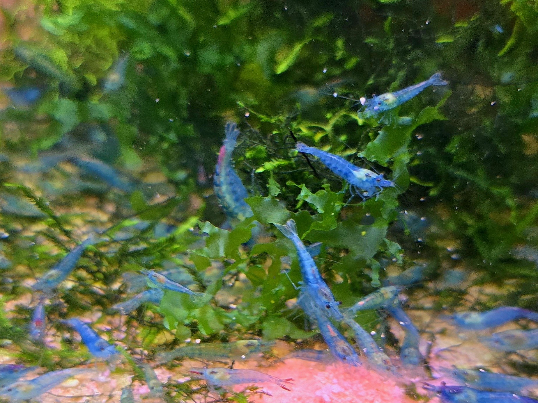 Neocaridina Blue Jelly