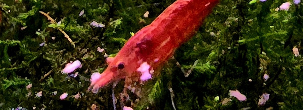 Neocaridina Fire Red-räka i akvarium